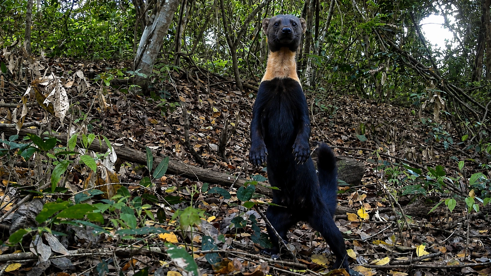 Tayra