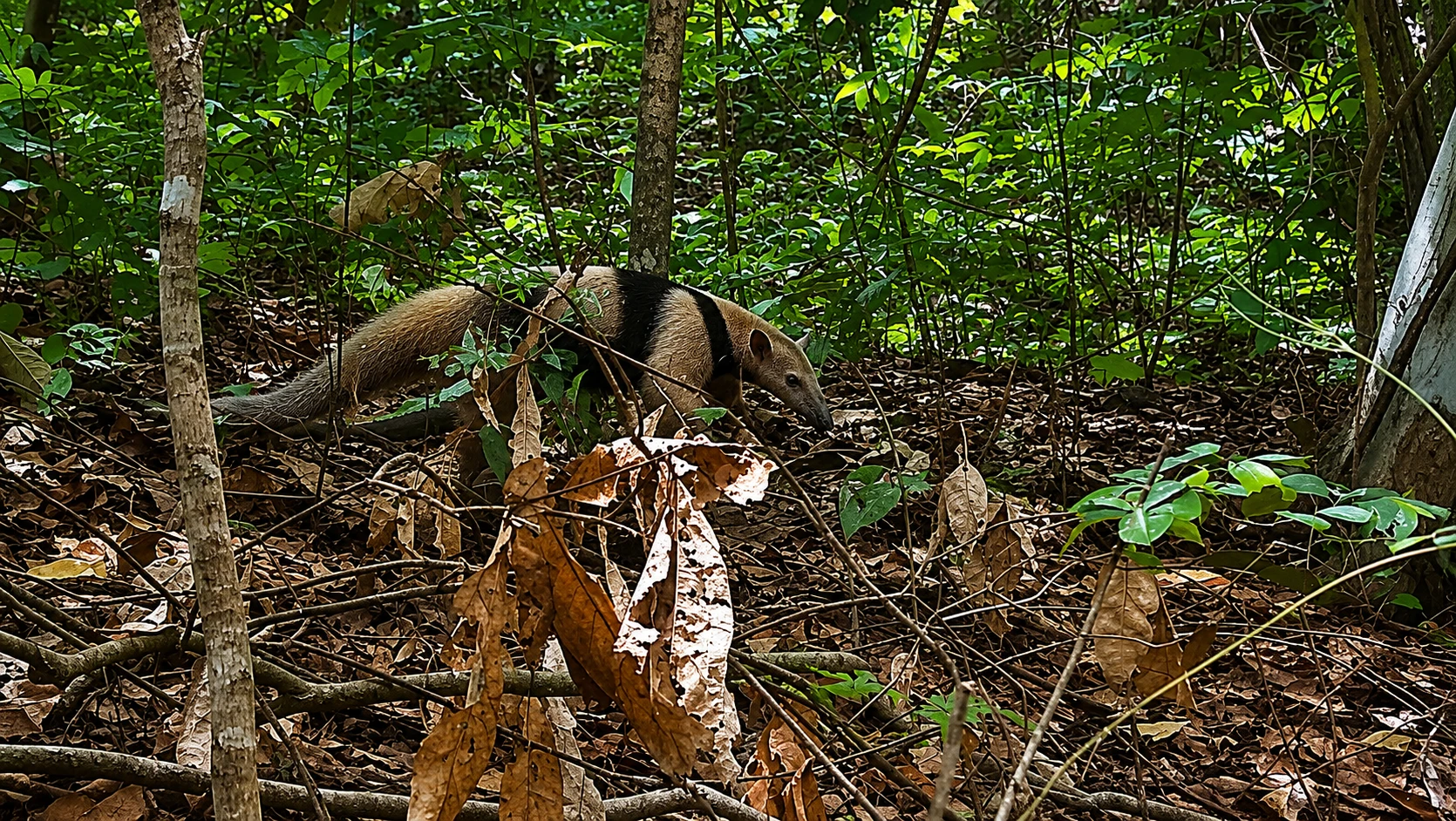Giant Anteater