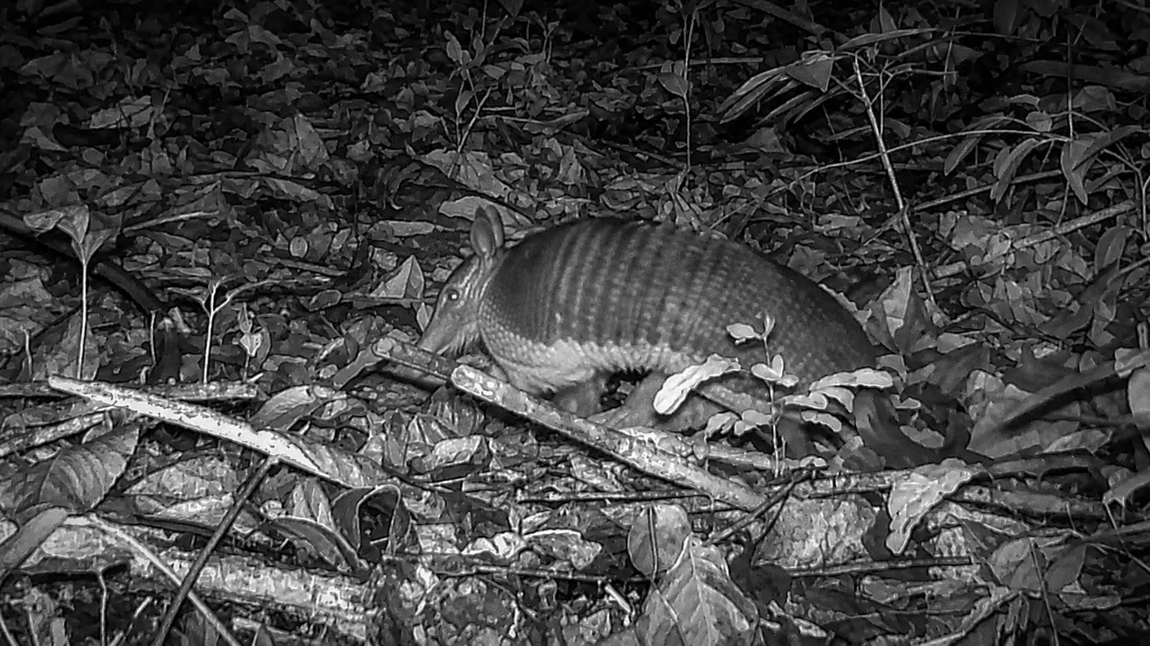 Armadillo