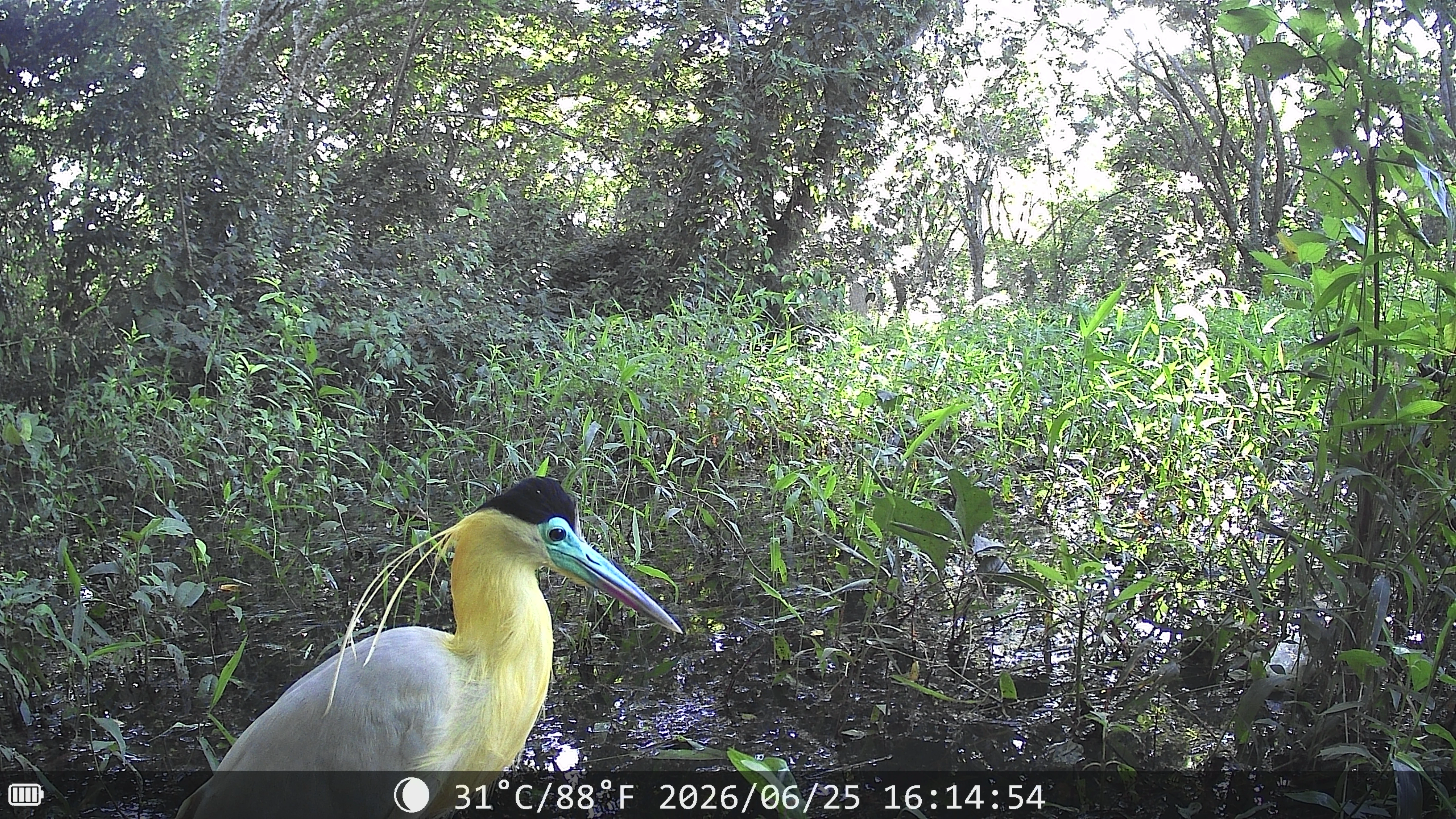 Capped Heron