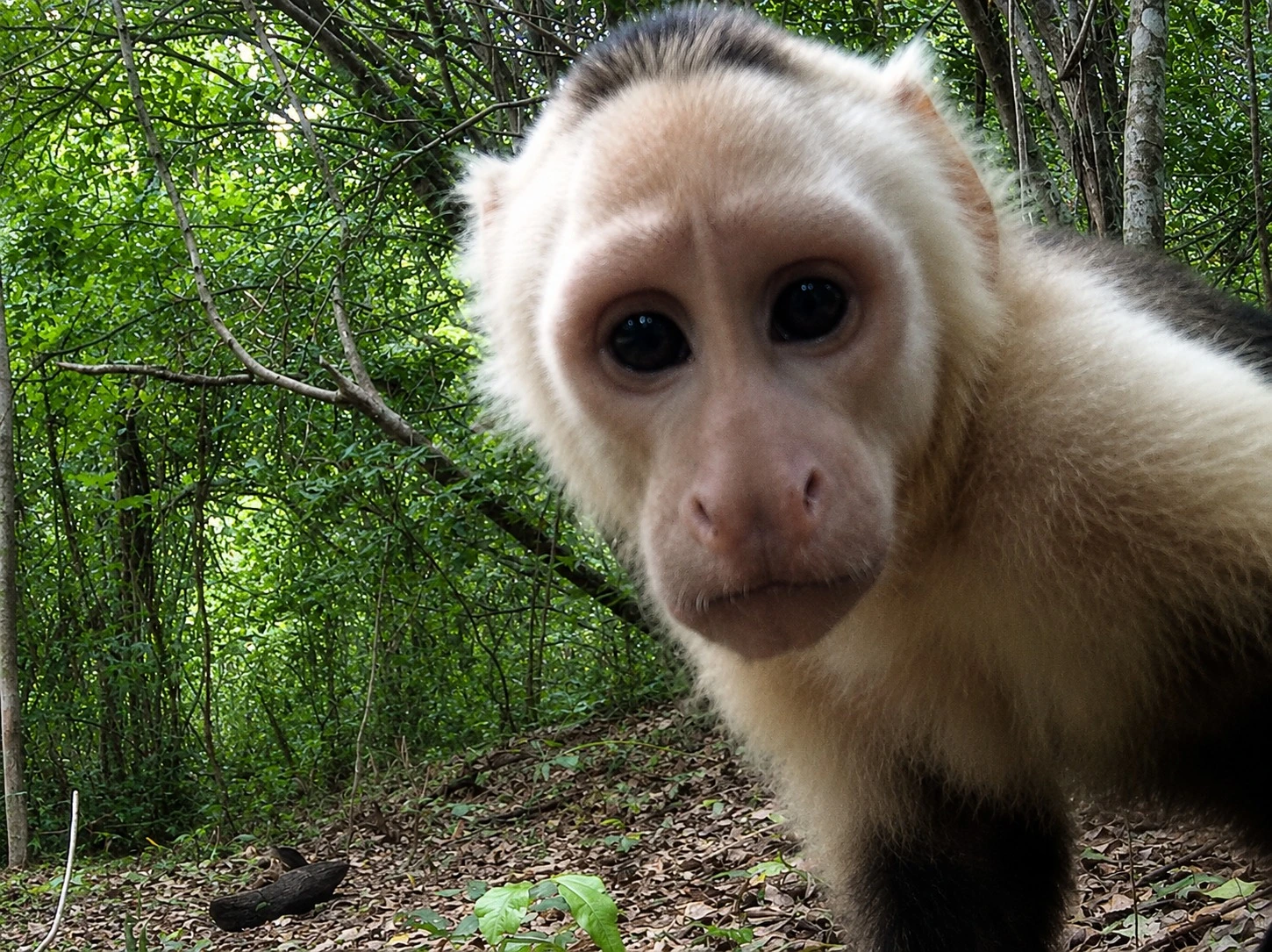 White-faced Capuchin