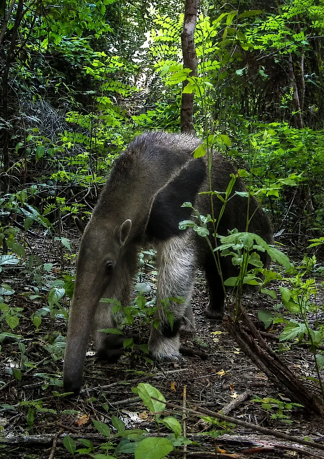 Giant Anteater
