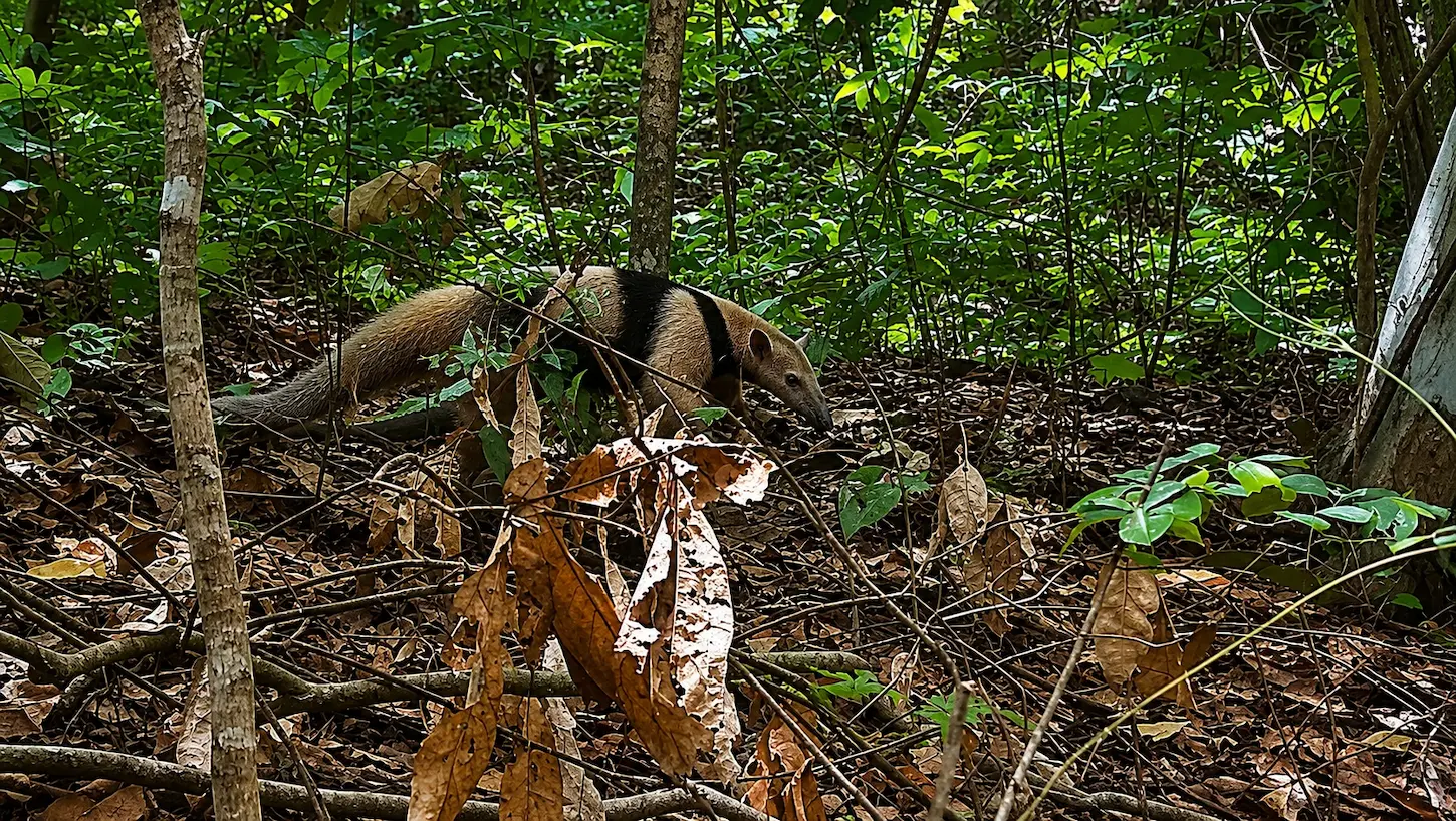 Mexican Anteater