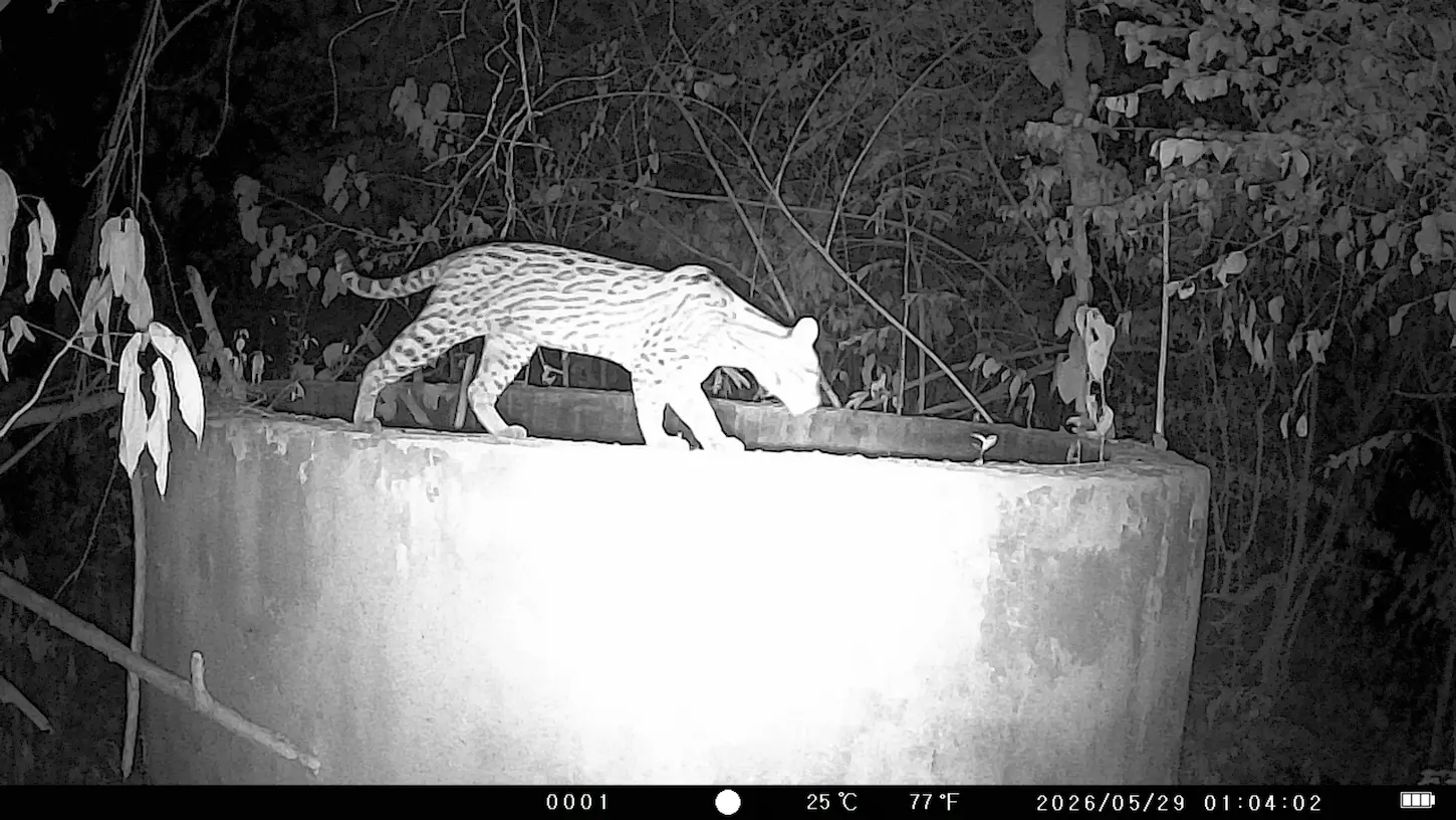 Ocelot at Night