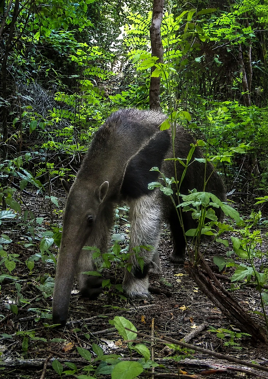 Northern Tamandua
