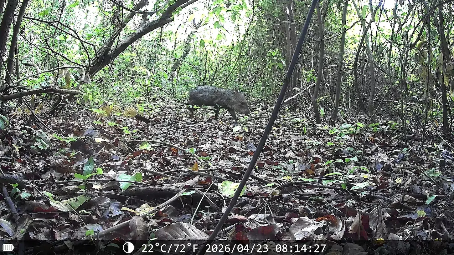 Peccary