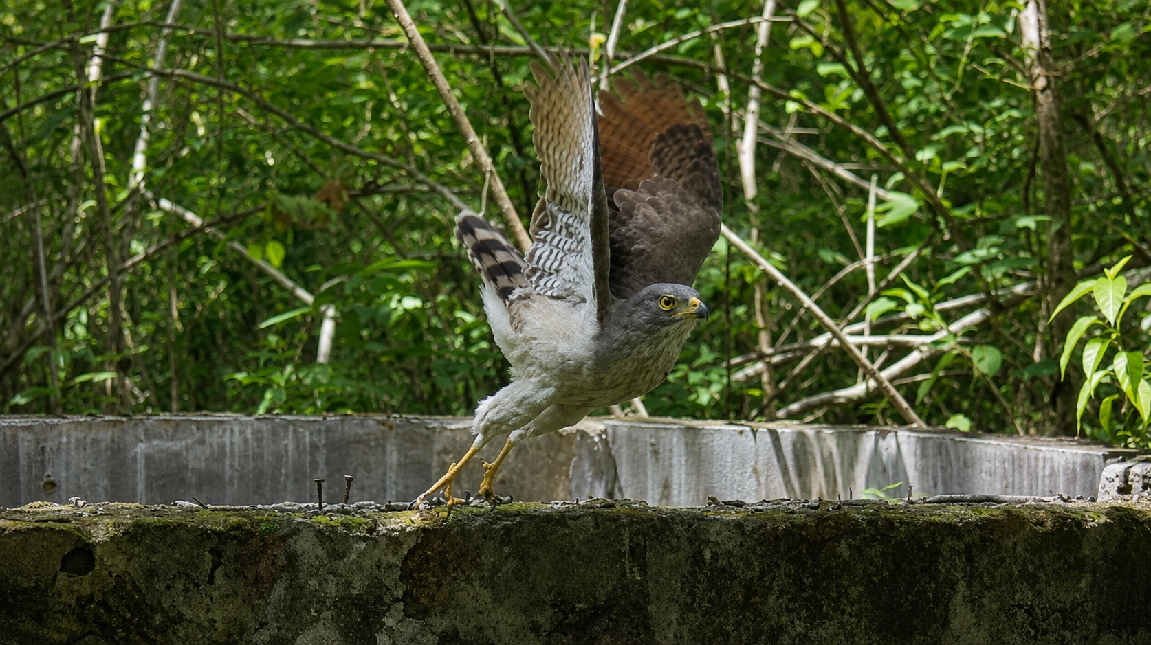 Roadside Hawk