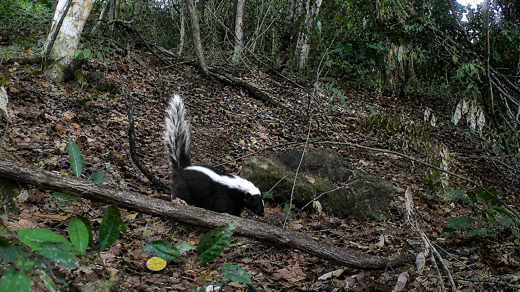 Skunk