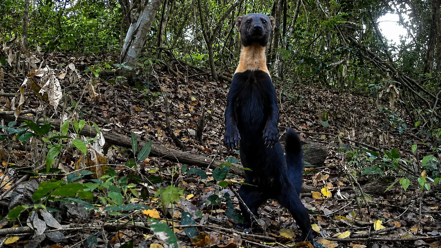 Tayra