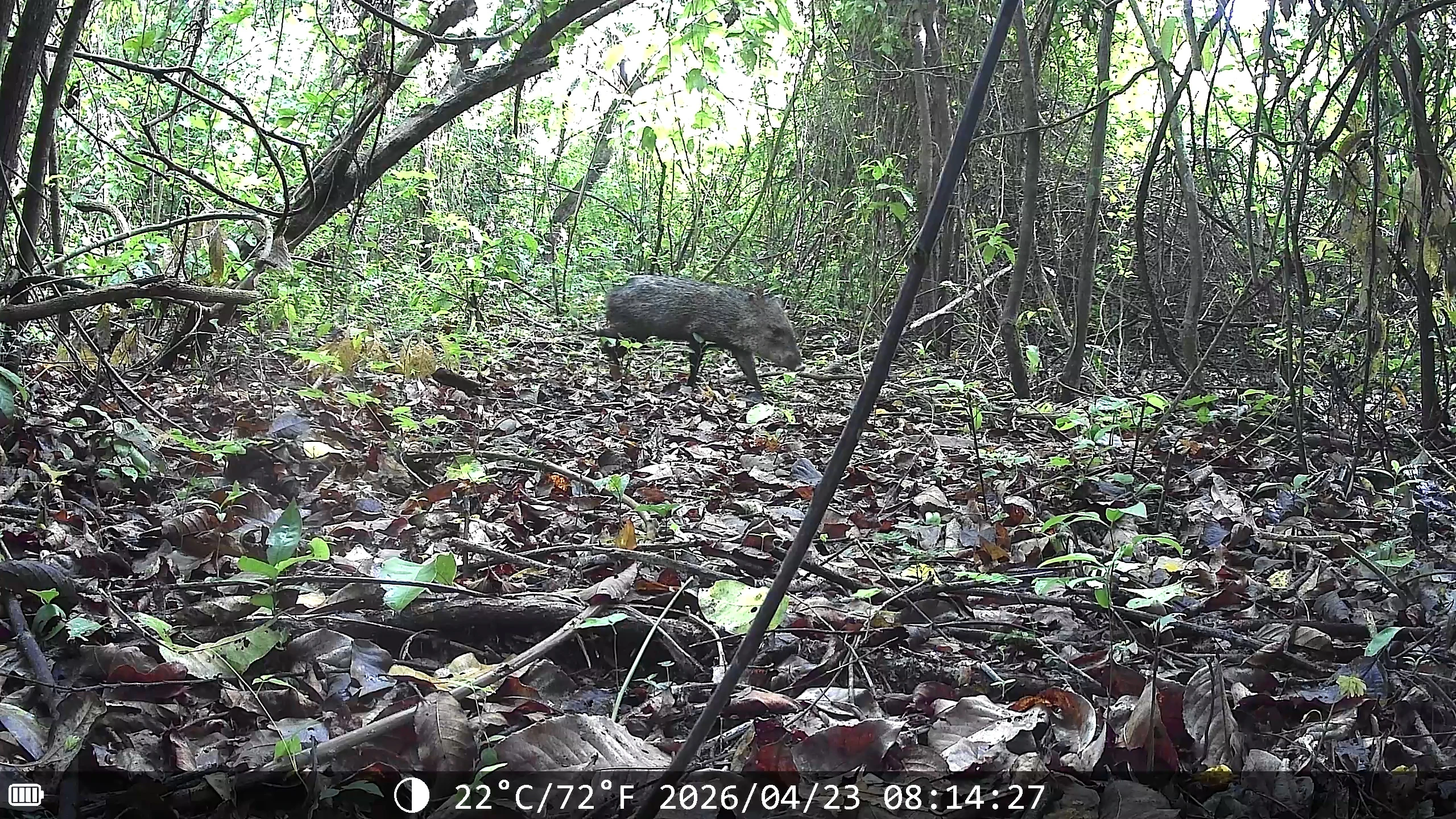 Wild Boar