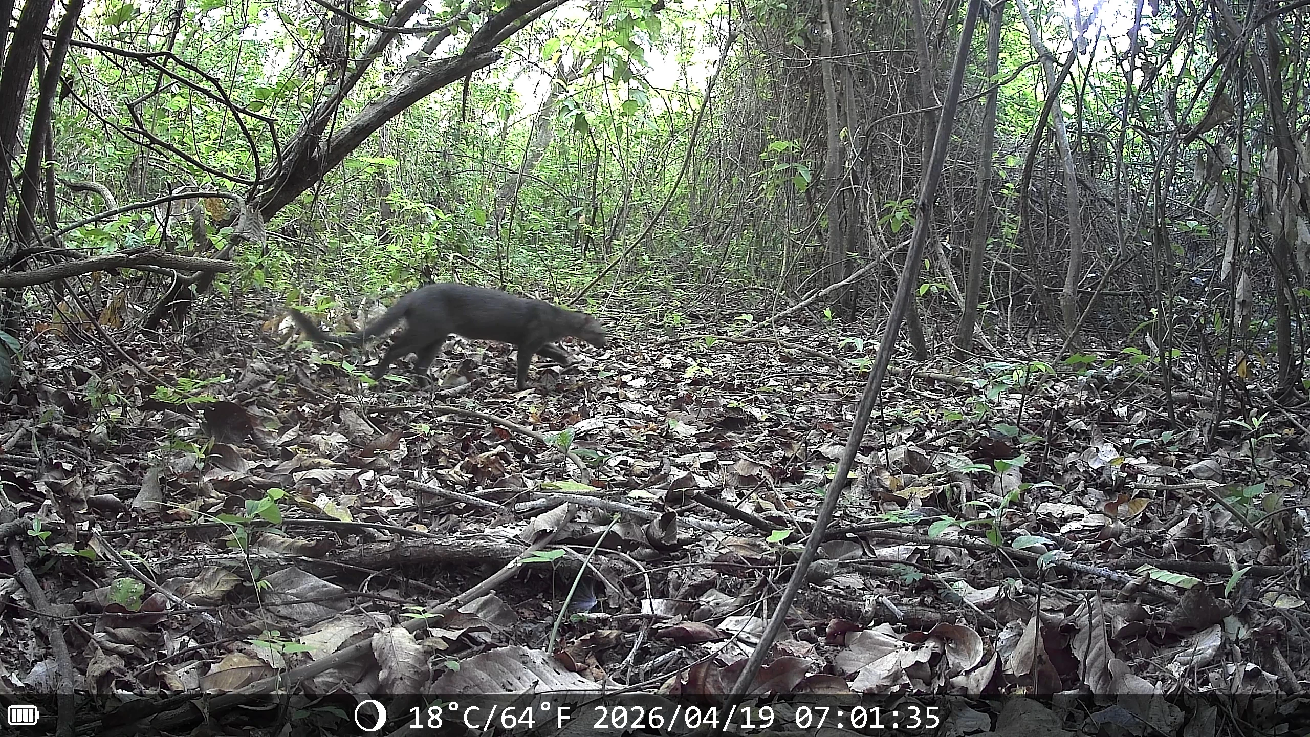 Jaguarundi